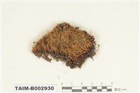 藏品(牛毛苔科)的圖片